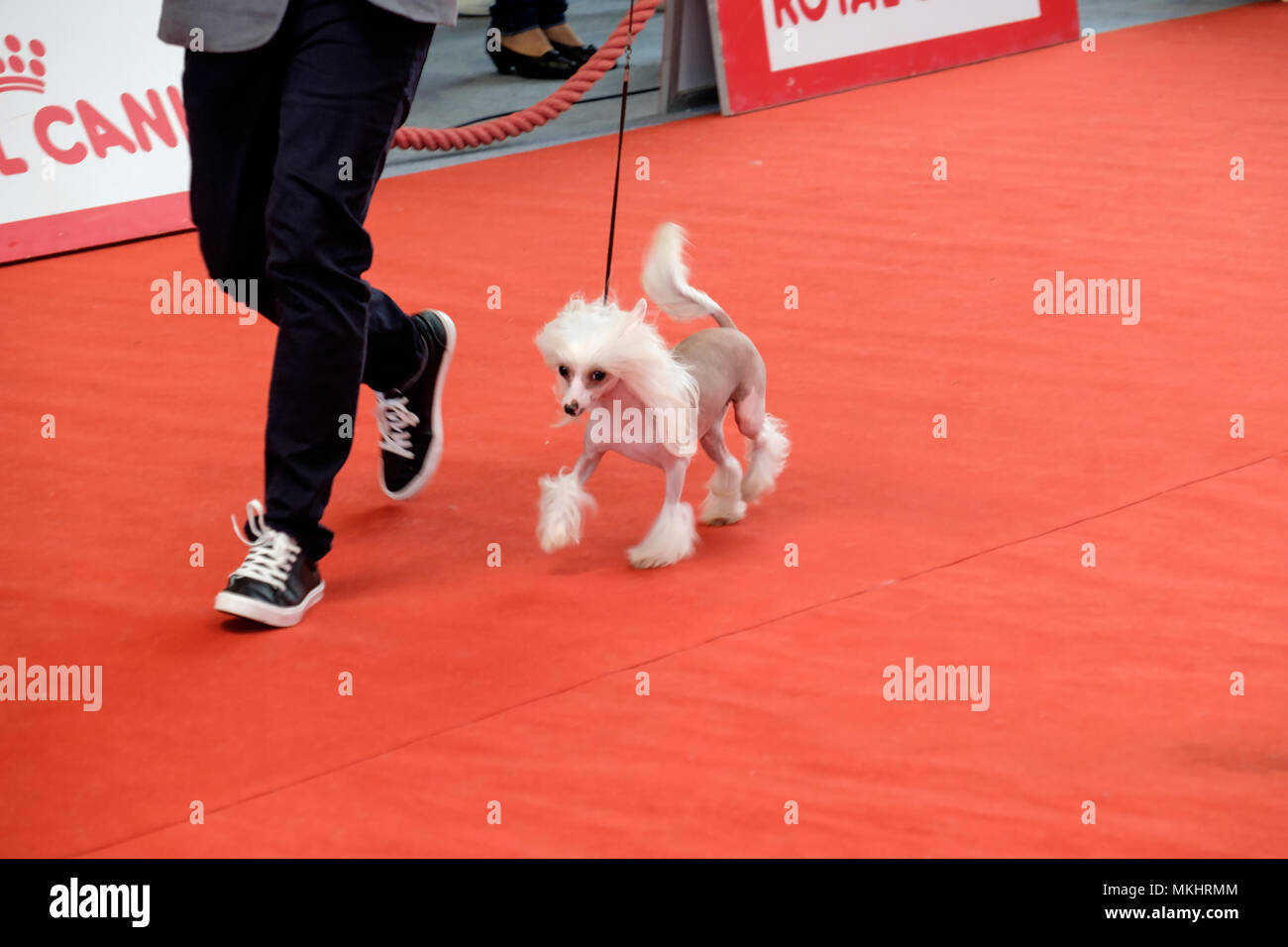 Person seine Chinesischer Schopfhund der Richter während einer Hundeausstellung Wettbewerb Stockfoto