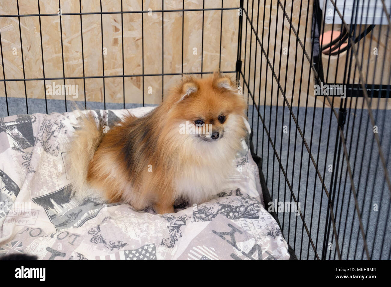 Pomeranian Hund in einem Käfig Stockfoto