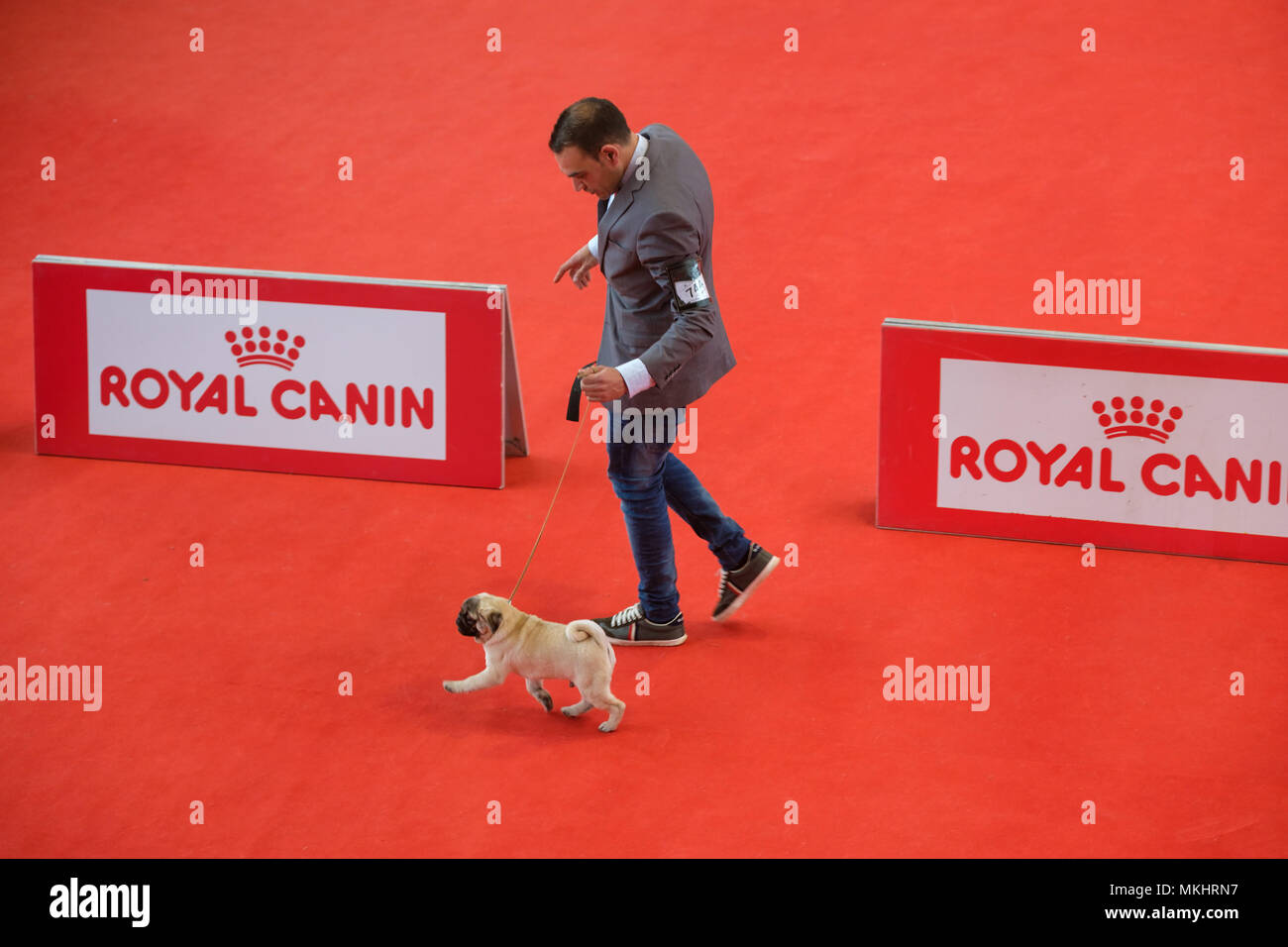 Ansicht von oben ein Mann seinen Pug bei einer Hundeausstellung Stockfoto