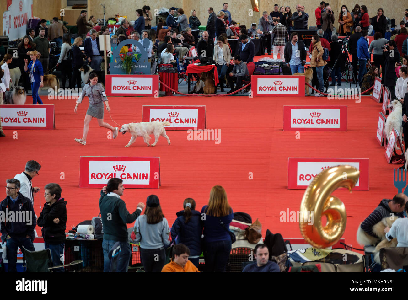 Ansicht von oben von einer Frau zu Fuß ihr Golden Retriever bei einer Hundeausstellung Stockfoto