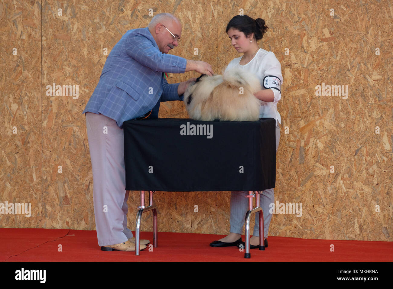 Mitglied der Jury die Prüfung eines Pekinesen Hund während einer Hundeausstellung Wettbewerb Stockfoto