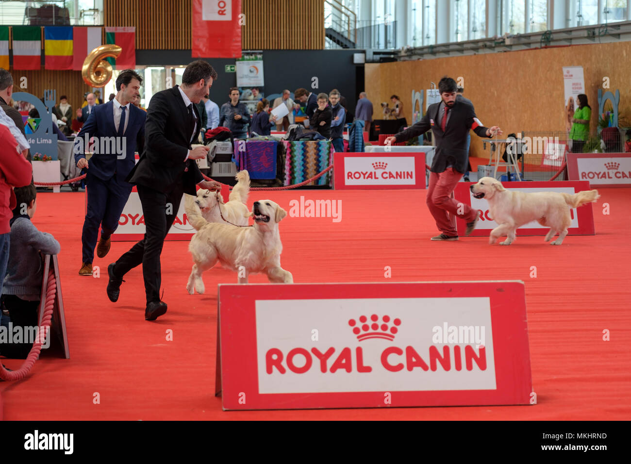 Die Menschen ihre Golden Retriever mit der Richter während einer Hundeausstellung Wettbewerb Stockfoto