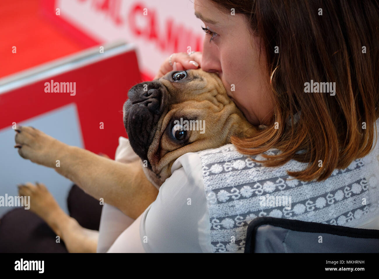 Frau küsste ihre Französische Bulldogge Stockfoto