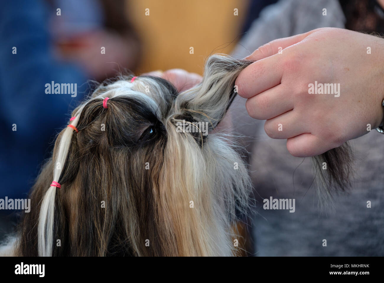 Dog Groomer Vorbereitung einer Shih Tzu für konkurrierende auf einer Hundeausstellung Stockfoto