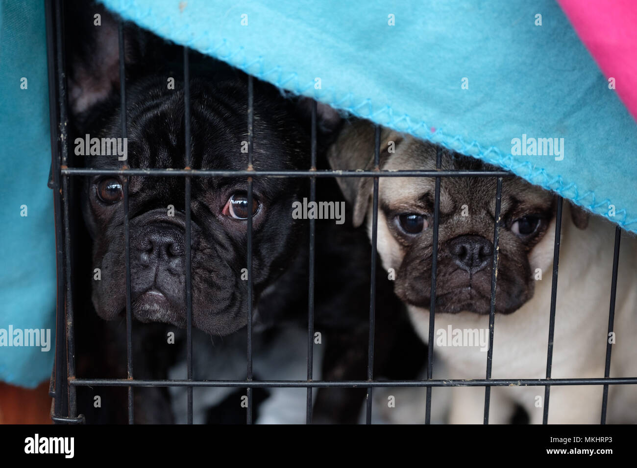 Zwei französische Bulldoggen in einem Käfig Stockfoto