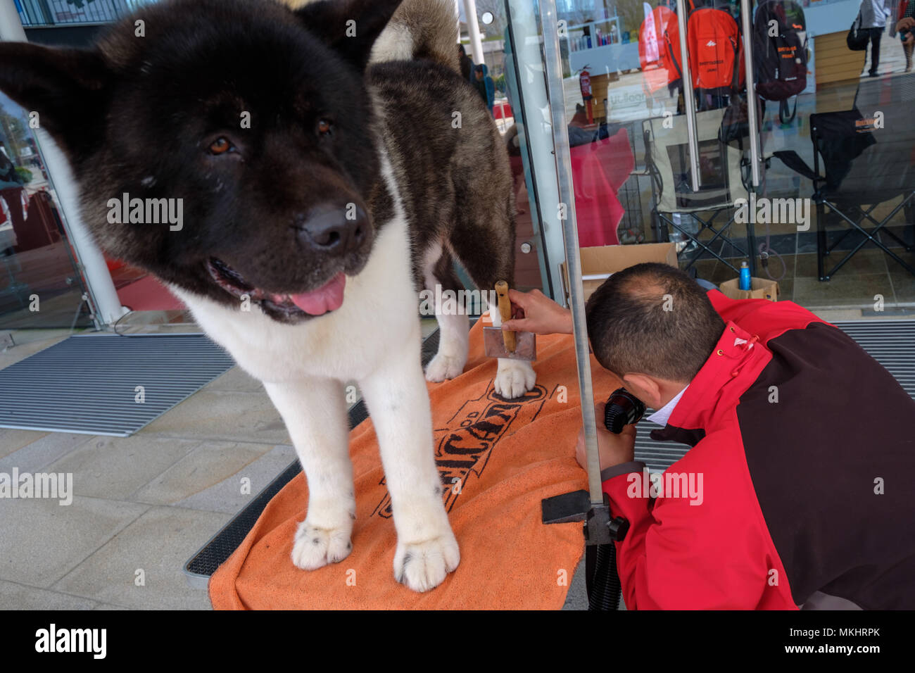 Groomer Vorbereitung ein Hund für konkurrierende auf einer Hundeausstellung Stockfoto