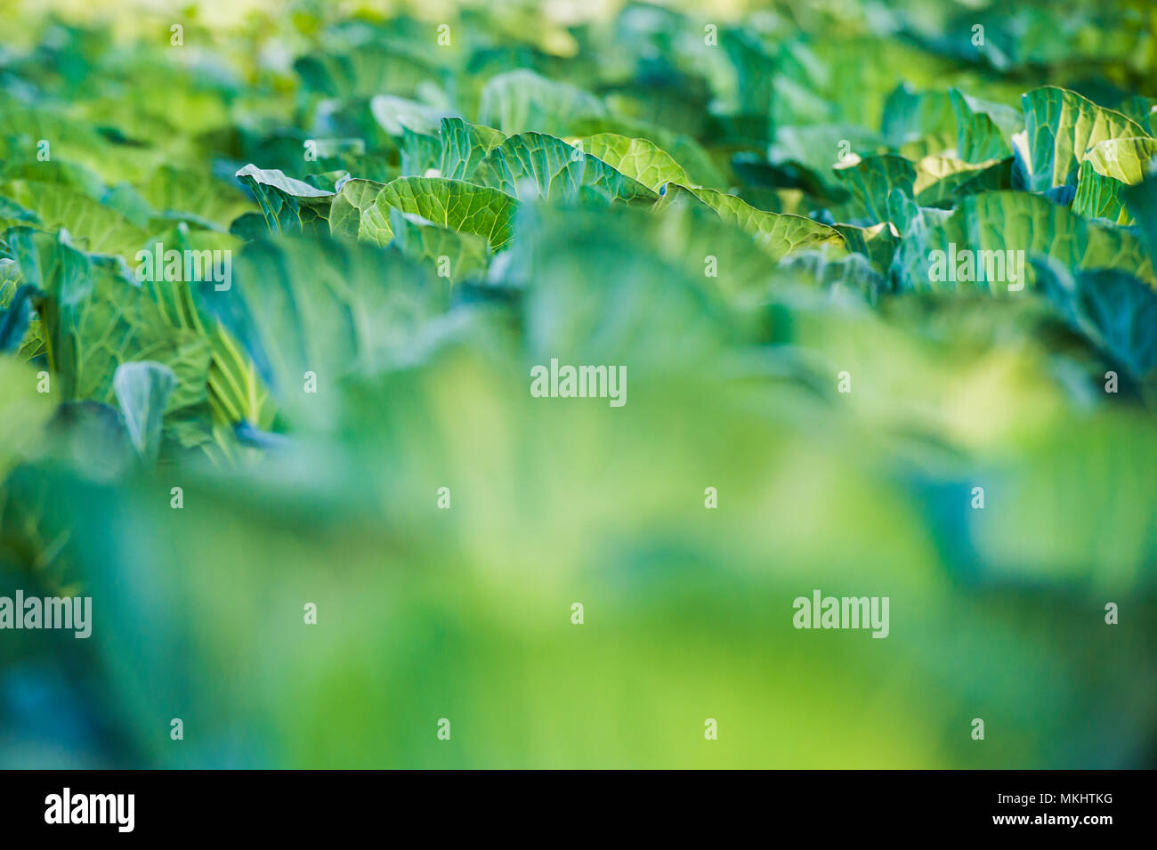 Organische Blumenkohl Plantage, Weite grüne biologische Kohl auf einem Bauernhof bei Sonnenuntergang. Stockfoto