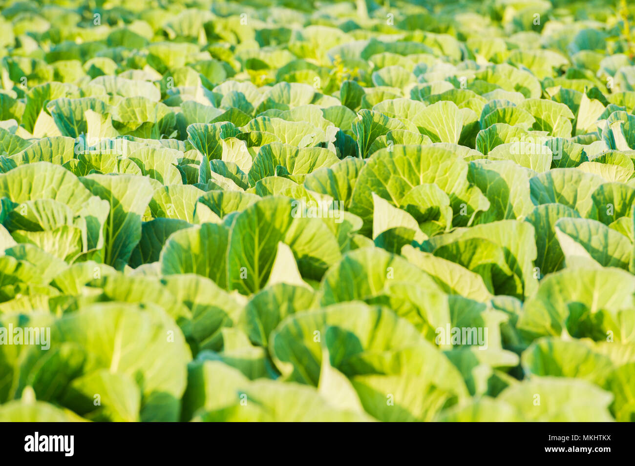 Organische Blumenkohl Plantage, Weite grüne biologische Kohl auf einem Bauernhof bei Sonnenuntergang. Stockfoto