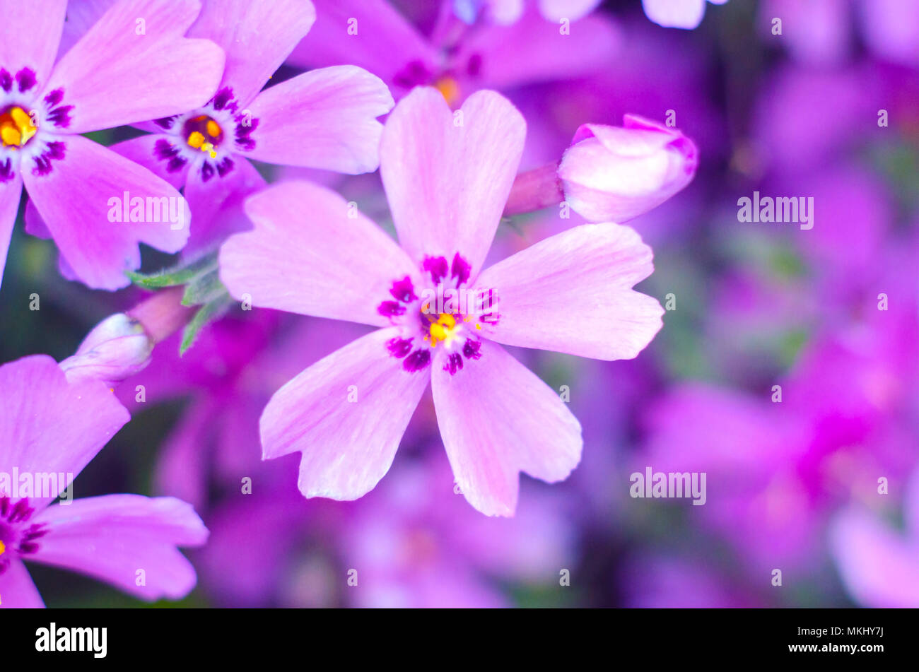 Lila creepeing Phlox subulata Blumen. Natürliche Hintergrund Stockfoto