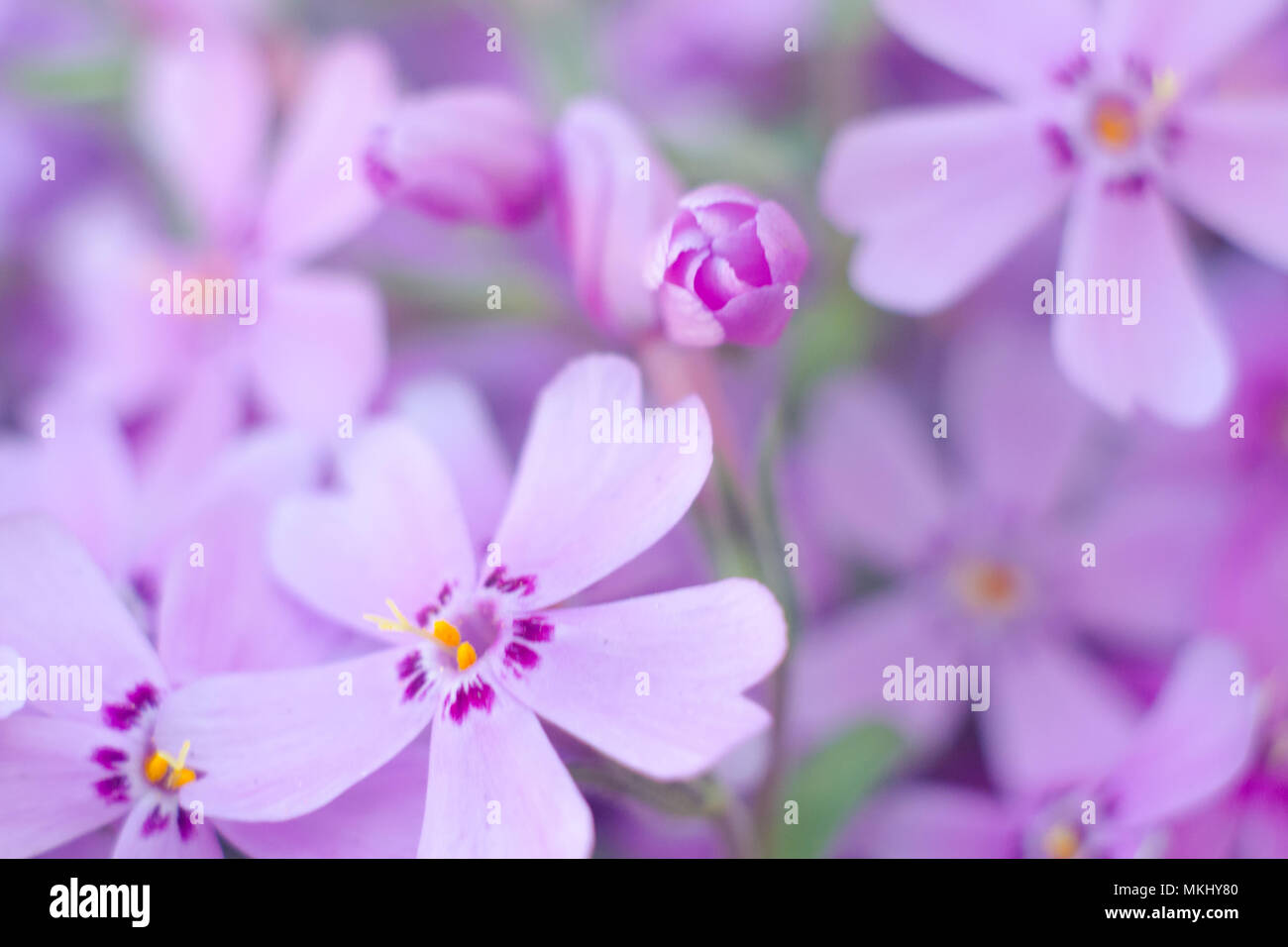 Lila creepeing Phlox subulata Blumen. Natürliche Hintergrund Stockfoto