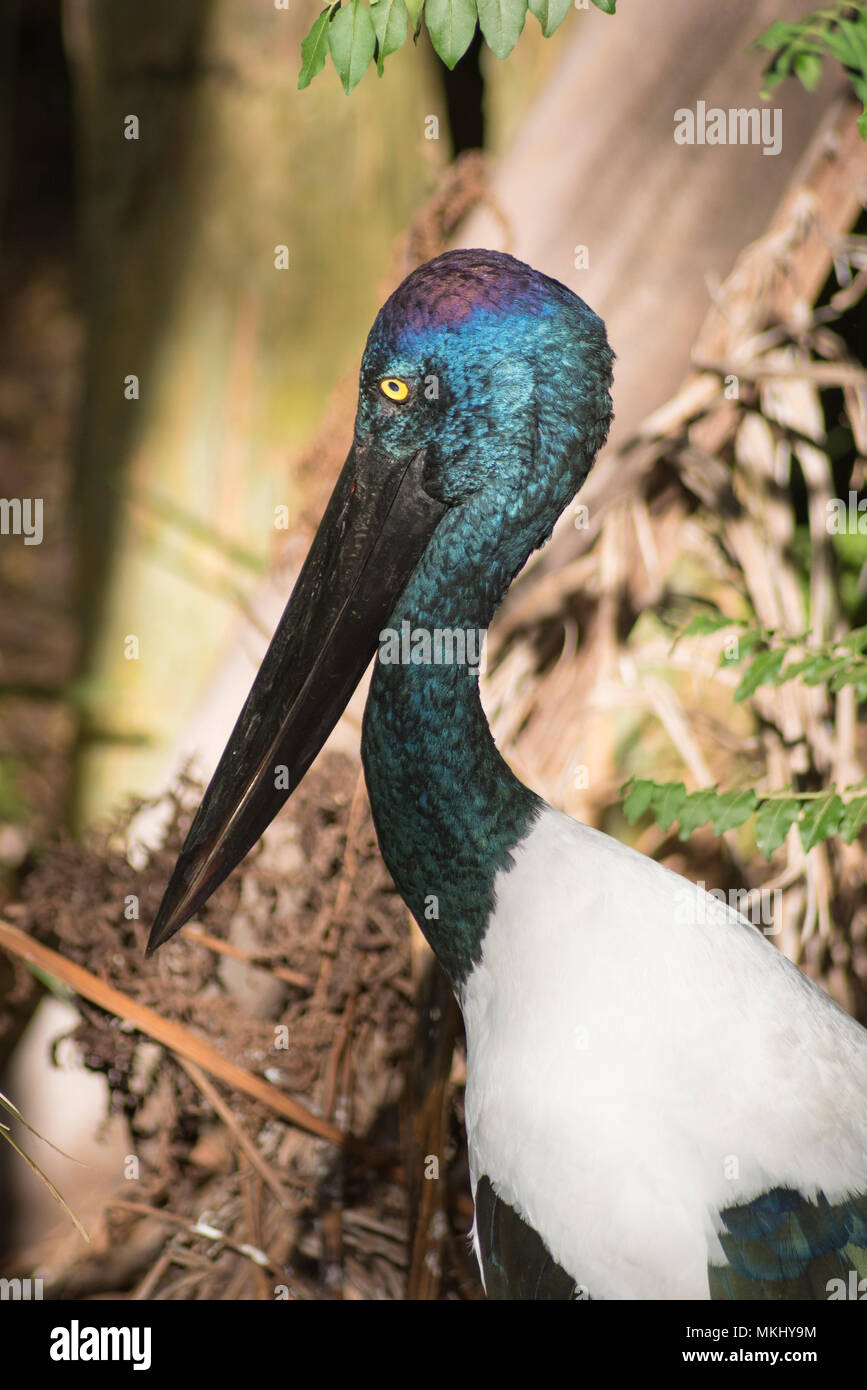 Frau Schwarz necked Stork, Australien Stockfoto