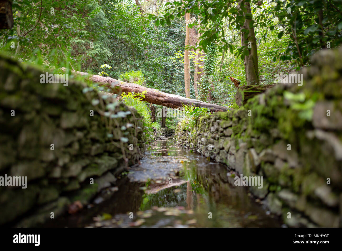 Farbfoto aus Stein genommen gesäumt Stream mit f1,4 enge Tiefenschärfe Stockfoto