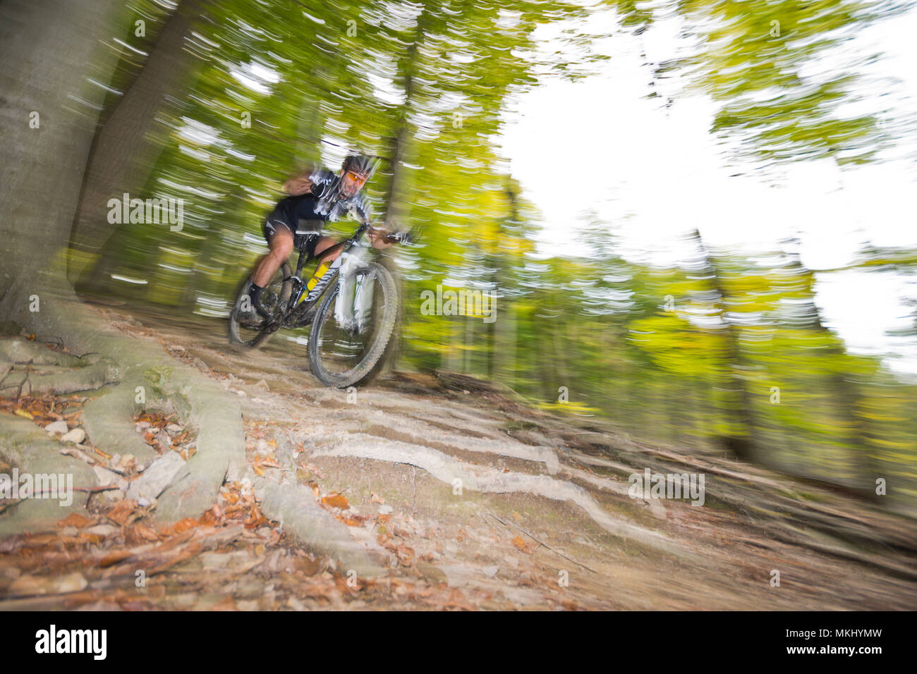 Mountainbiker im Wiener Wald reitet schnell bergab entlang mit vielen Wurzeln in den düsteren Wald. Vorderansicht des sportlichen Radfahrer mit Bewegungsunschärfe. Stockfoto