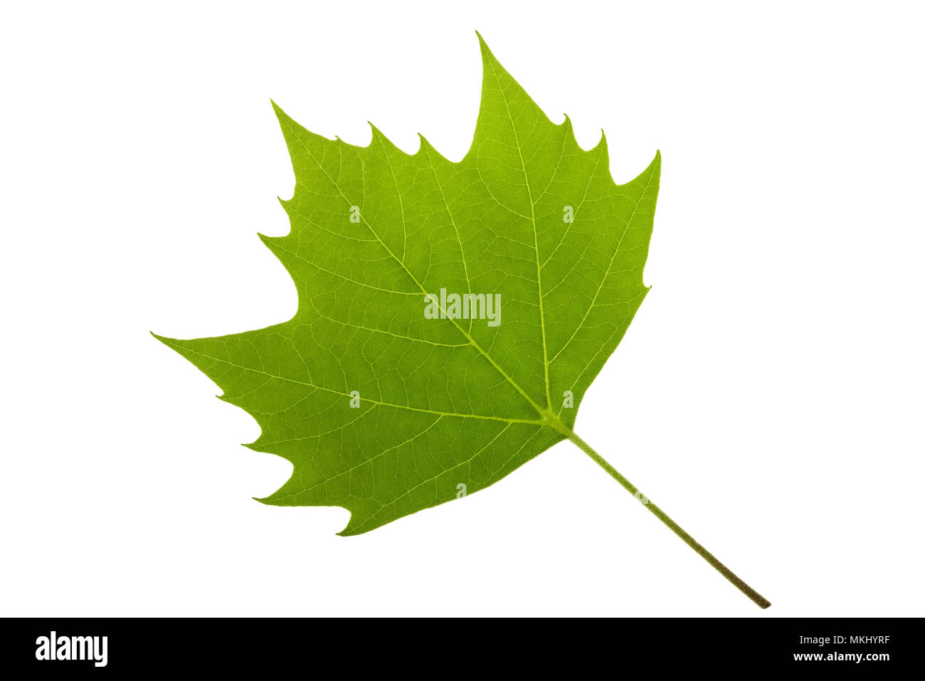 London Platane (Platanus acerifolia) Blatt Stockfoto