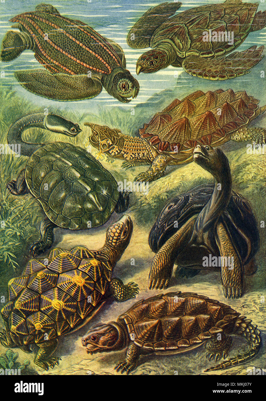 Sieben Schildkröten Stockfoto