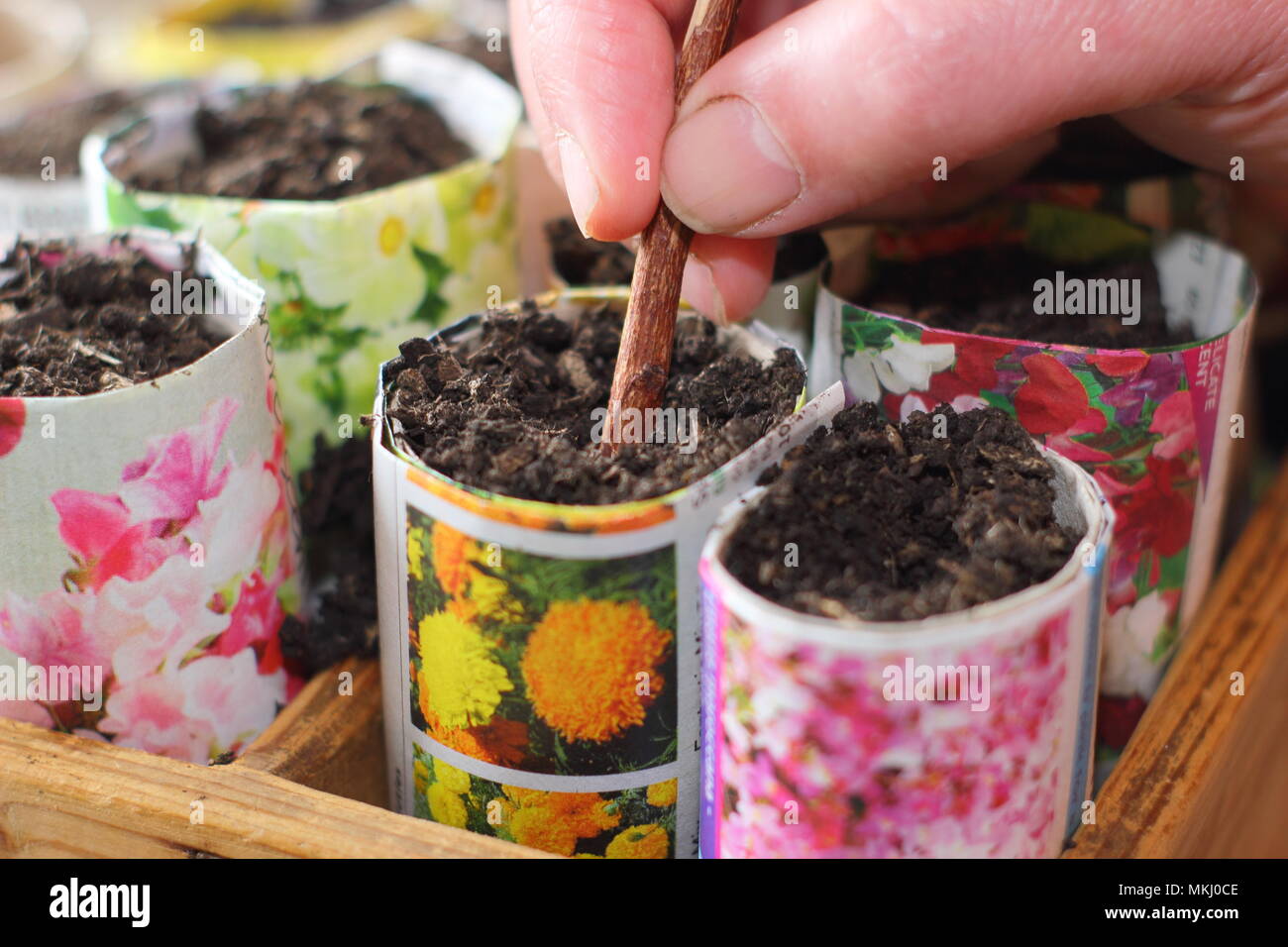 Lathyrus Odoratus. Die Bohrung in der Blumenerde Sweet pea Samen in Recyclingpapier Töpfe als Alternative zu Kunststoff im Gartenbau zu säen, Großbritannien Stockfoto