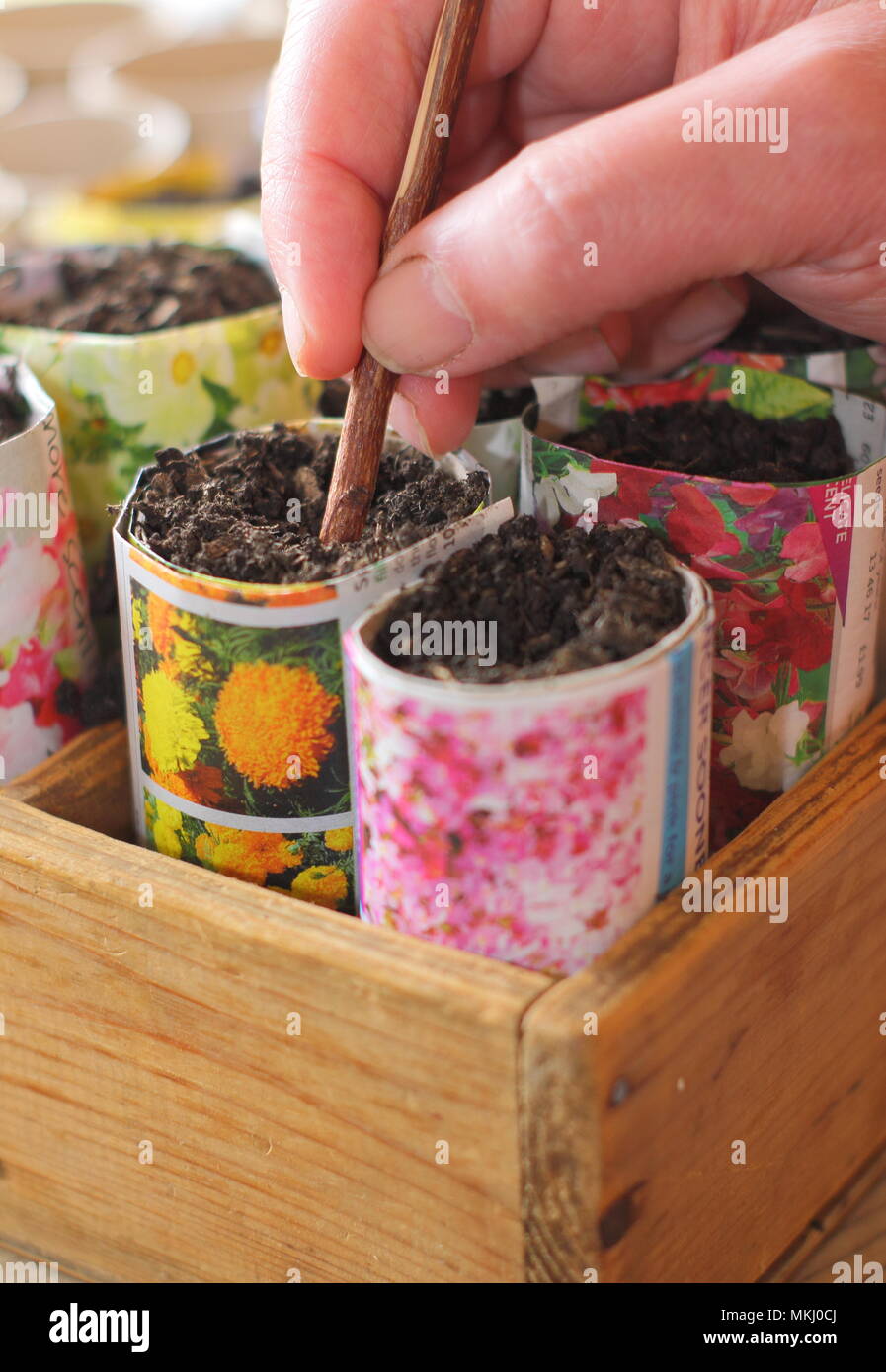 Lathyrus Odoratus. Die Bohrung in der Blumenerde Sweet pea Samen in Recyclingpapier Töpfe als Alternative zu Kunststoff im Gartenbau zu säen, Großbritannien Stockfoto