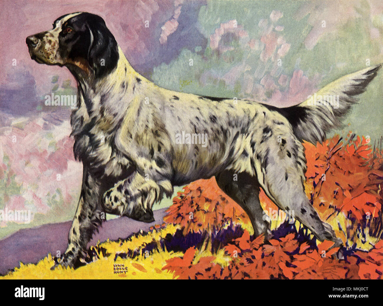 Zeiger-Hund Stockfoto