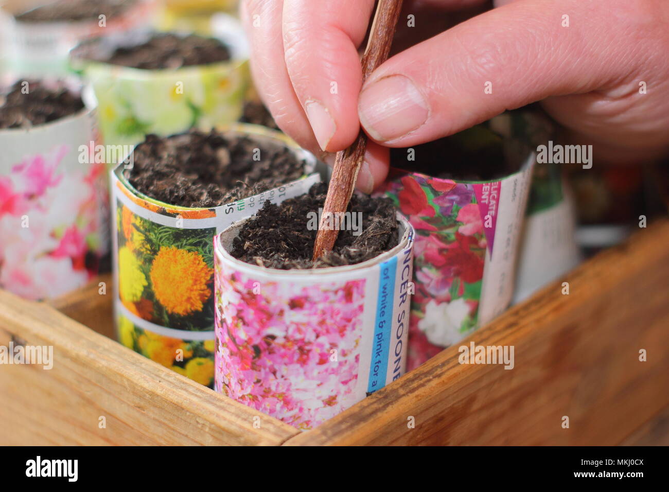 Die Bohrung in der Blumenerde Samen in Recyclingpapier Töpfe als Alternative zu Kunststoff im Gartenbau zu säen, Großbritannien Stockfoto
