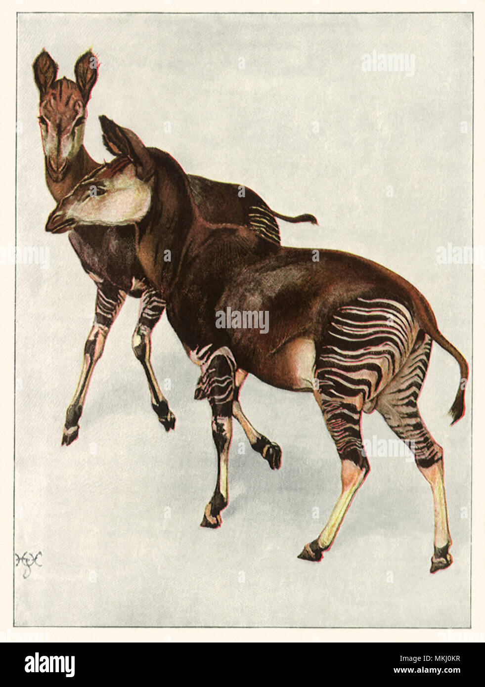 Zwei Okapi Stockfoto