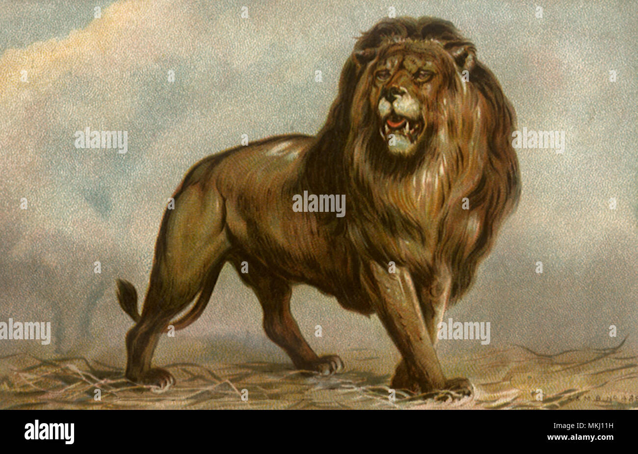 Stimulation Lion Stockfoto