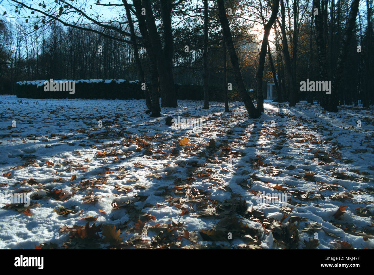 Film Fotografie Reihe: Winter Park in der großen Stadt | 35-mm-Film scannen Stockfoto