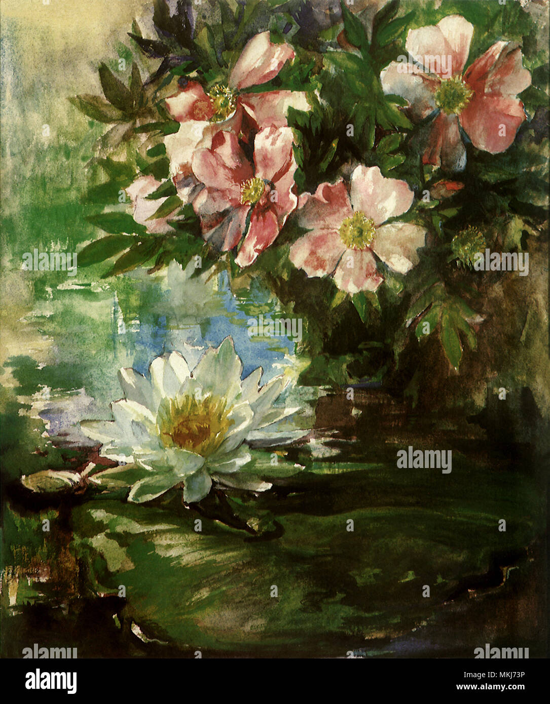 Rosen und Seerose Stockfoto
