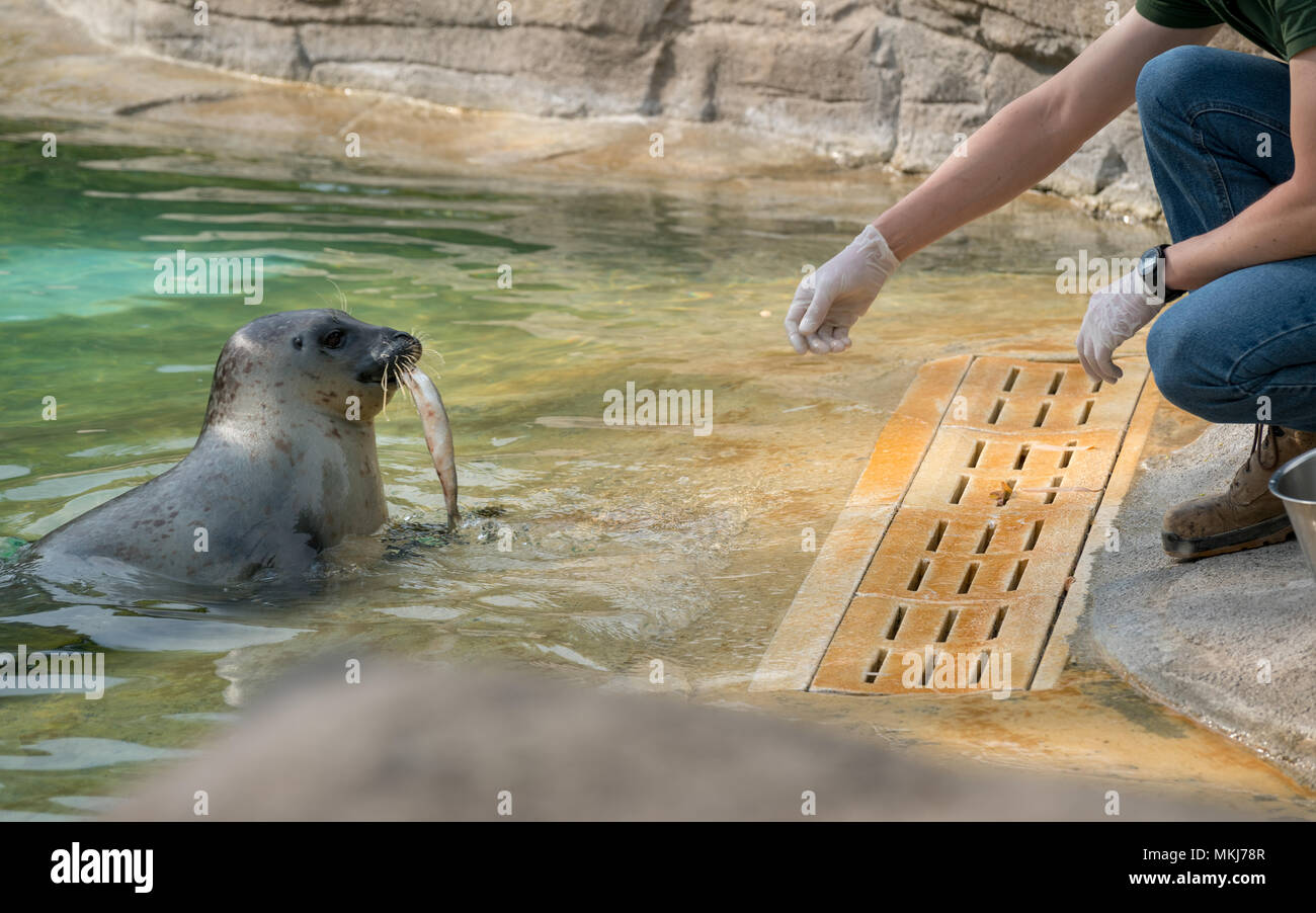 Die Tierpfleger ist die Fütterung der Dichtung mit Fisch, 'Lecornelle' Zoo am sonnigen Tag. Stockfoto