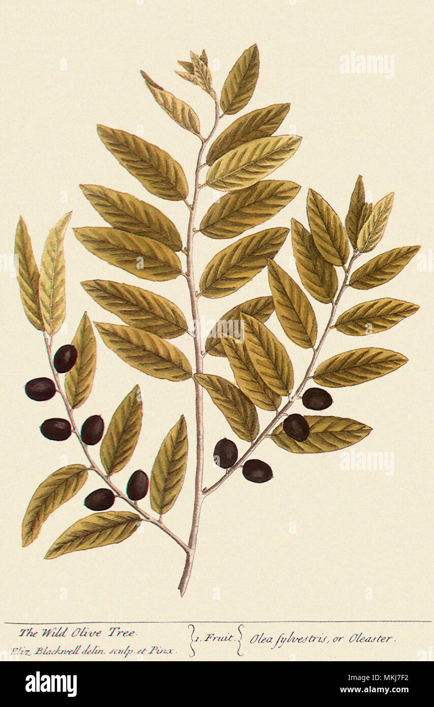 Wilden Olivenbaum Olea europaea Stockfoto