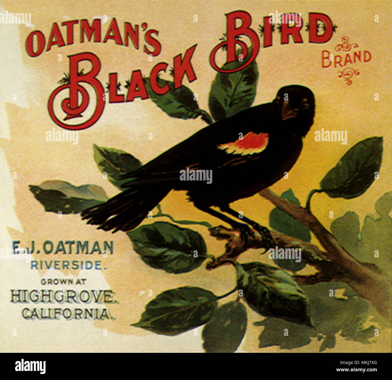 Schwarzer Vogel auf Zweig Stockfoto