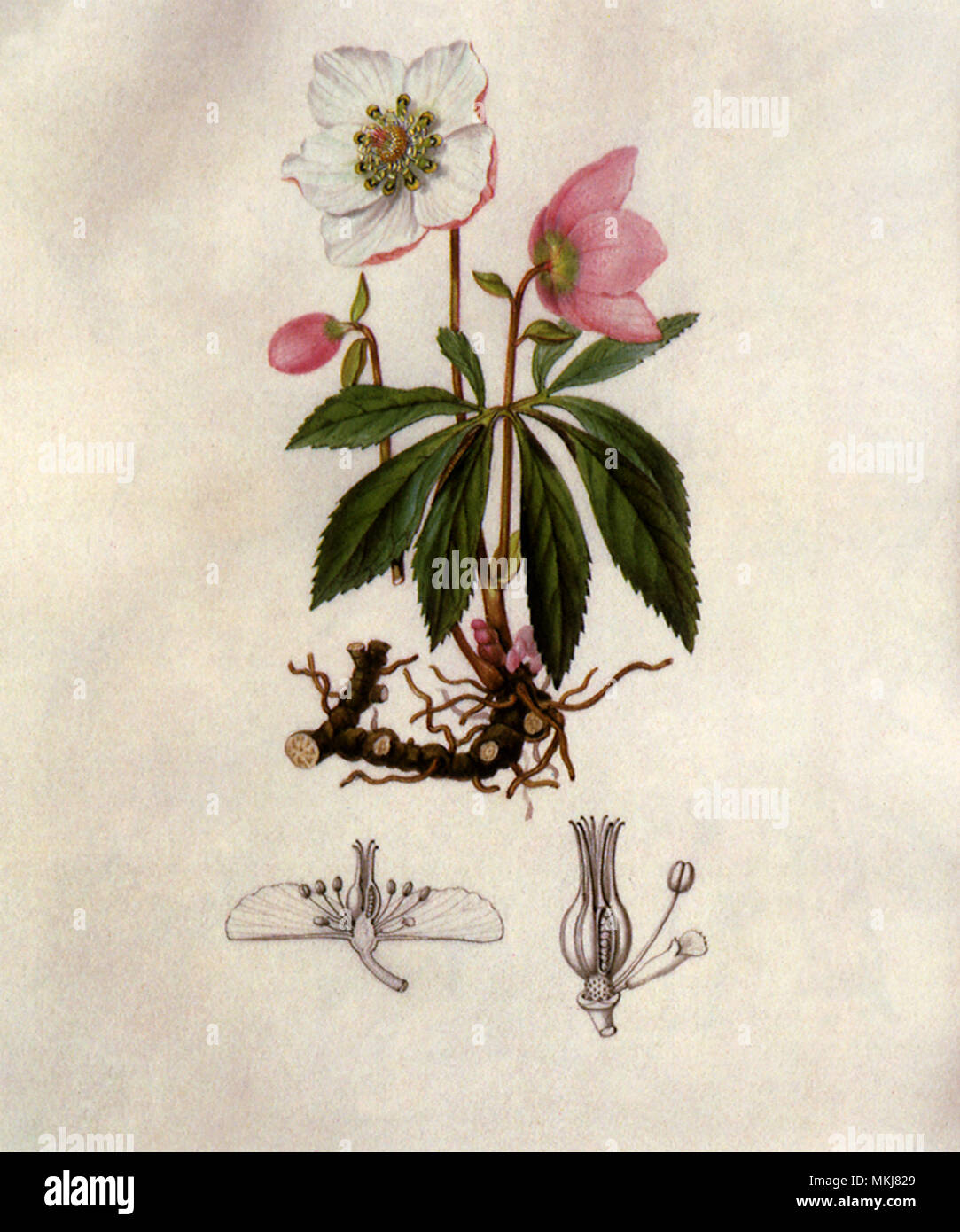 Christrose, Helleborus niger Stockfoto