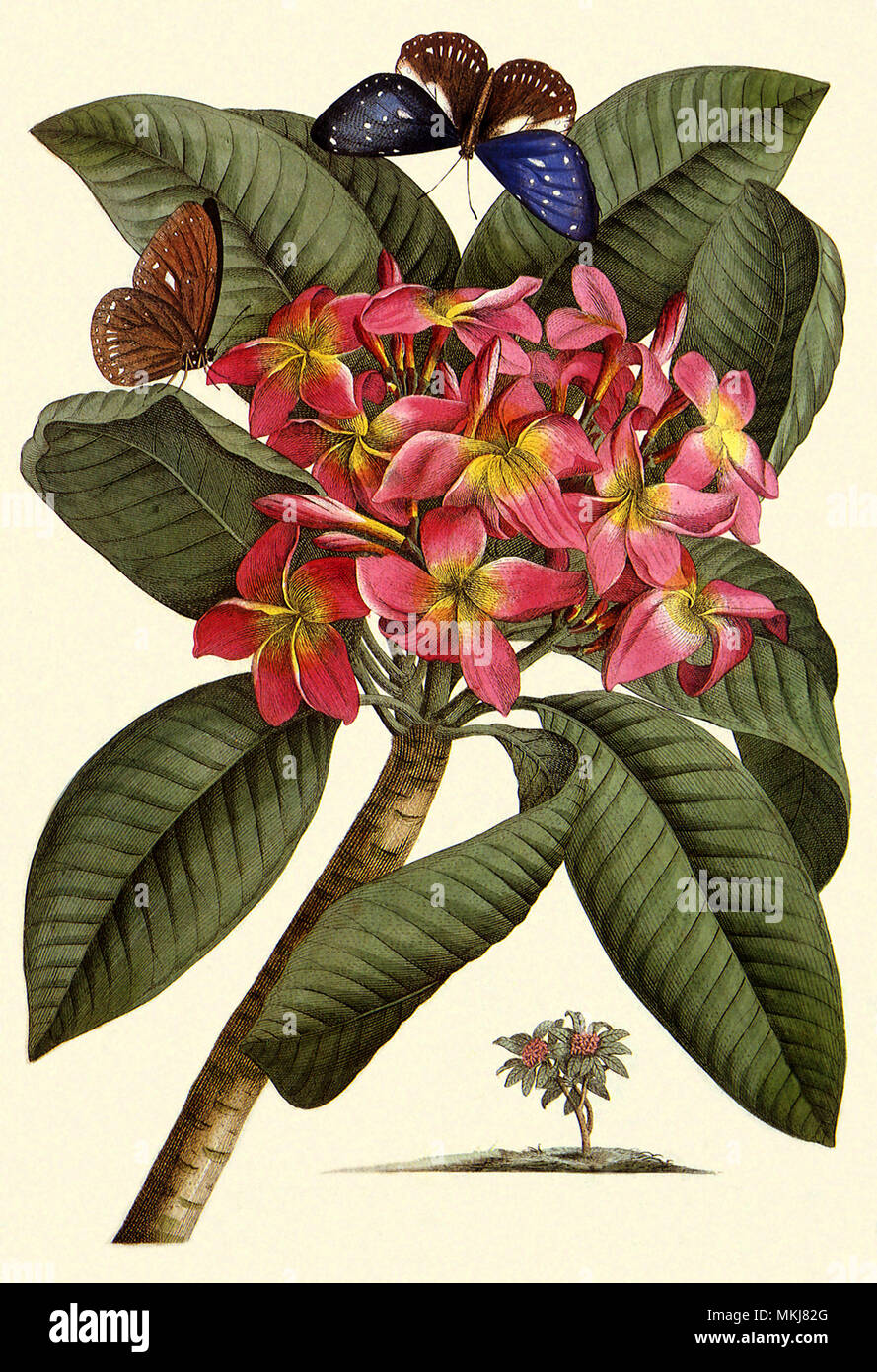 Fragipani, Plumeria rubra Stockfoto