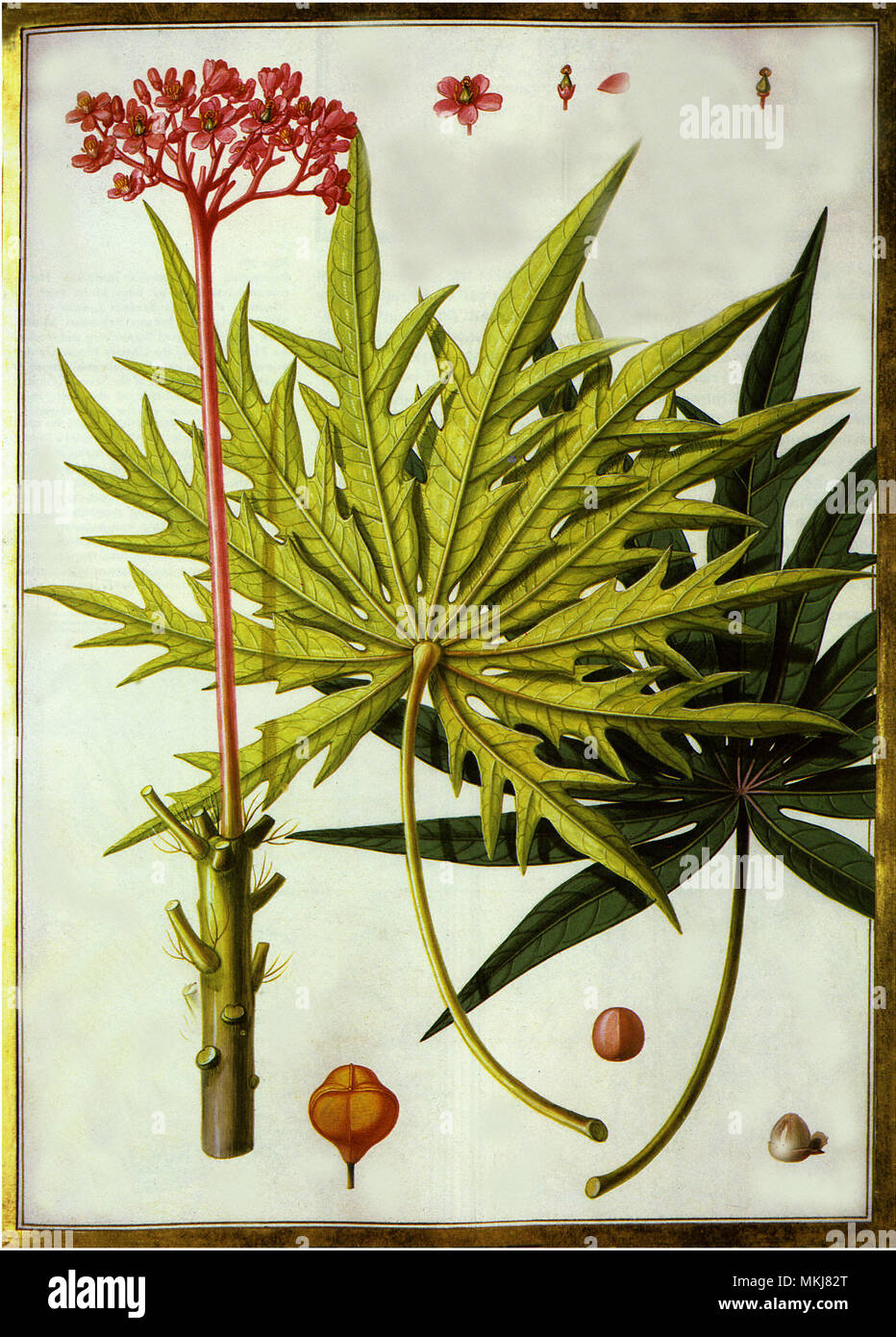 Ricinoides Arbor, Americana, Folio multifido Stockfoto
