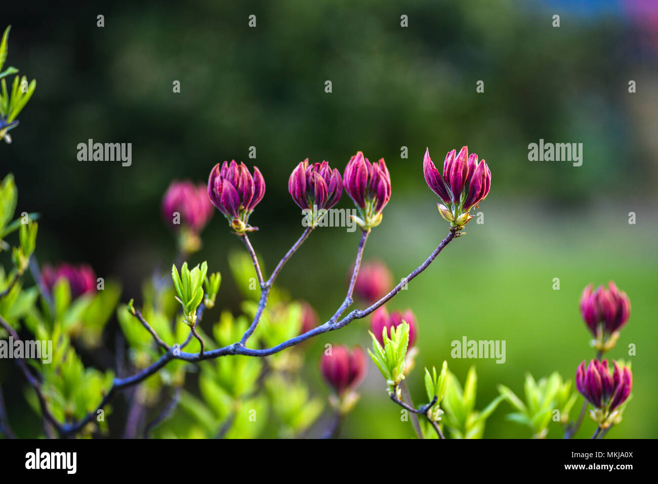 Azalee in der knospe Fotos und Bildmaterial in hoher Auflösung Alamy