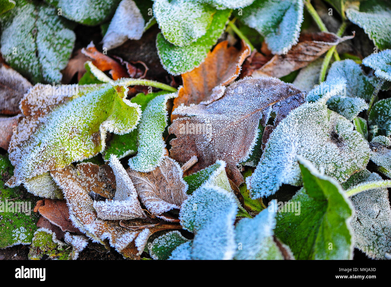 Nahaufnahme Detail eines Clusters von Blättern, beschichtet, Raureif von Strahlung Frost. Herbst Farben rotbraun und grün mit einem Abstauben des Icy White crtstal Stockfoto