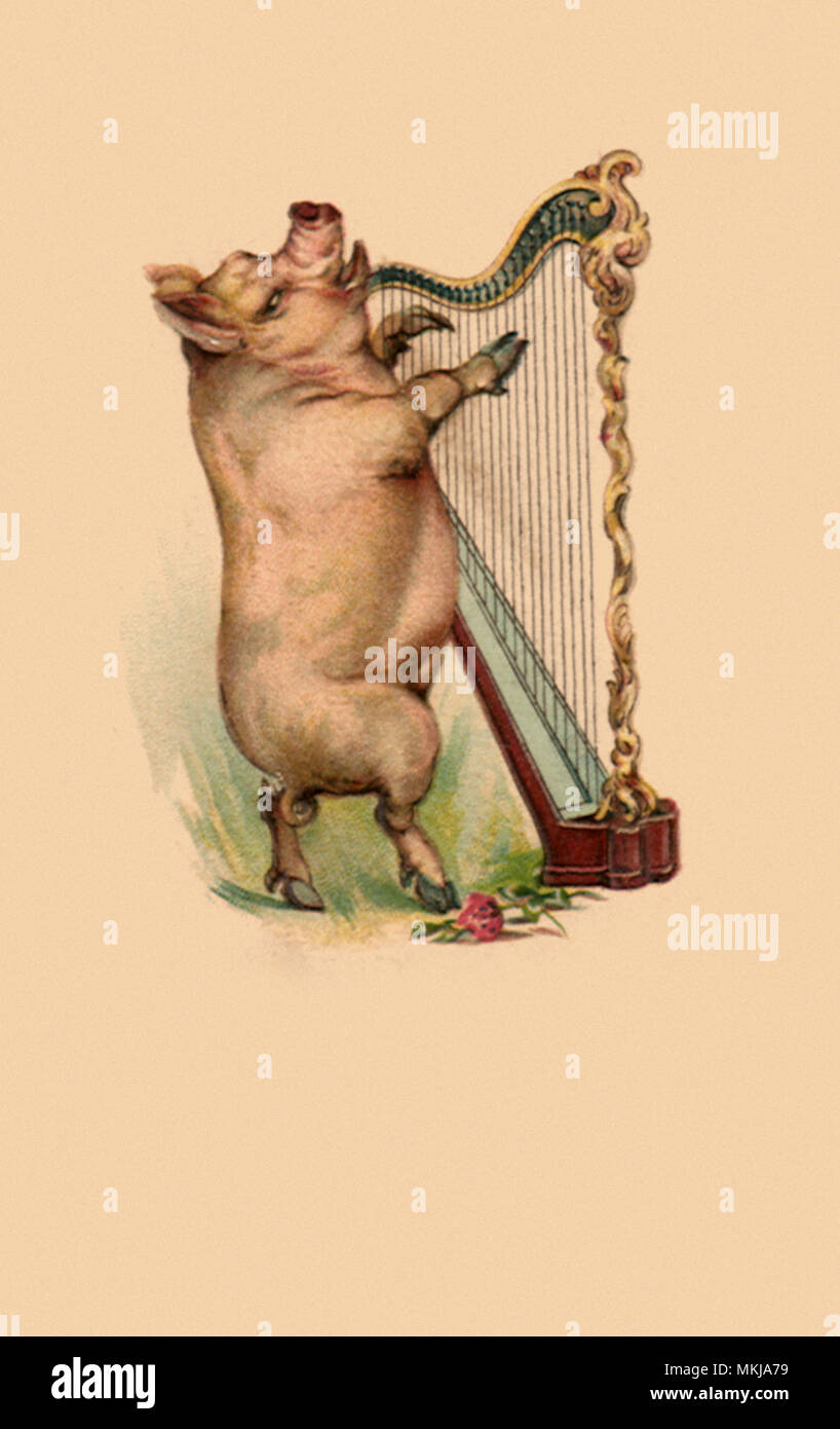 Schwein spielen Harfe Stockfoto