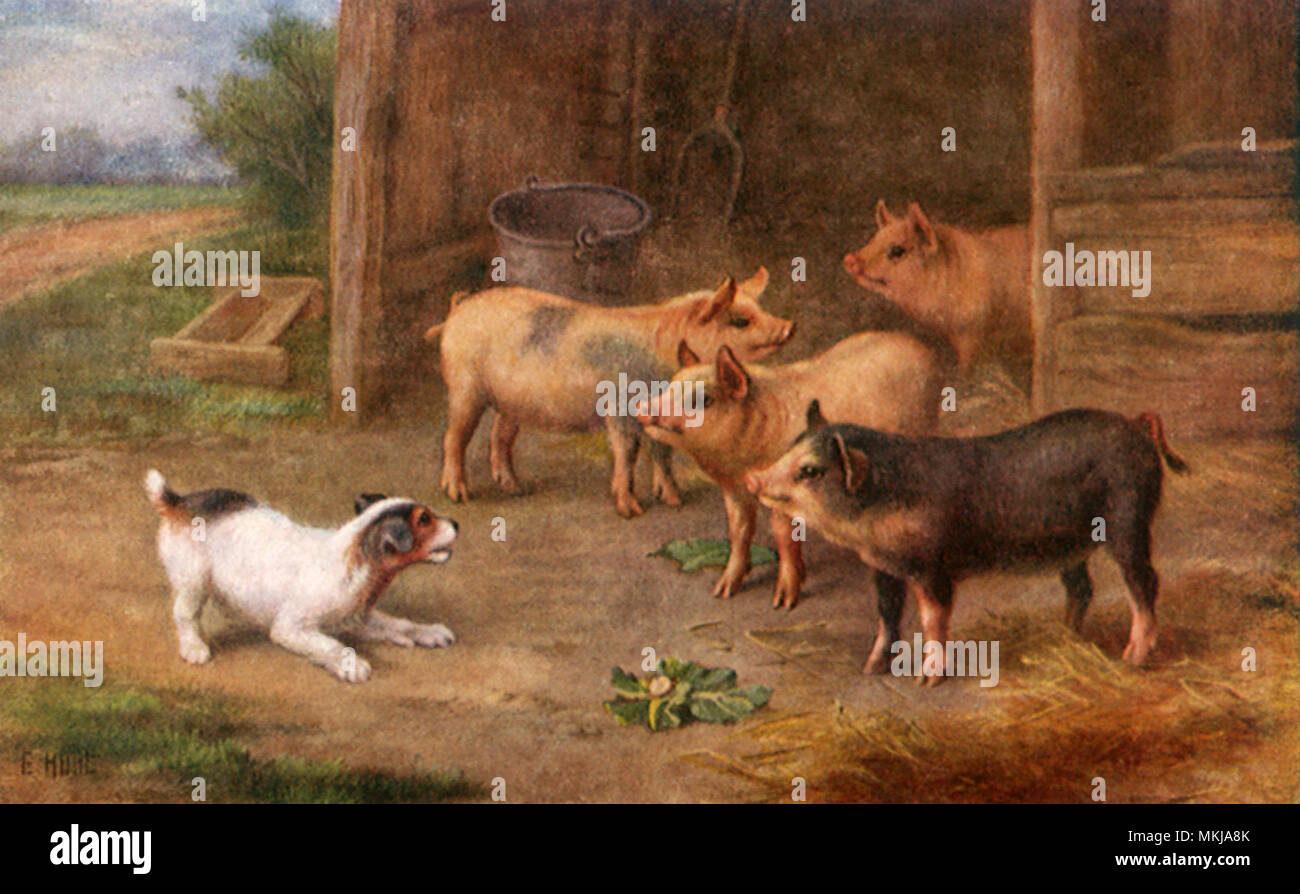 Vier Schweine und Hund Stockfoto