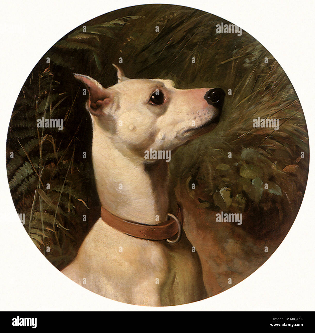 White English Terrier Stockfoto