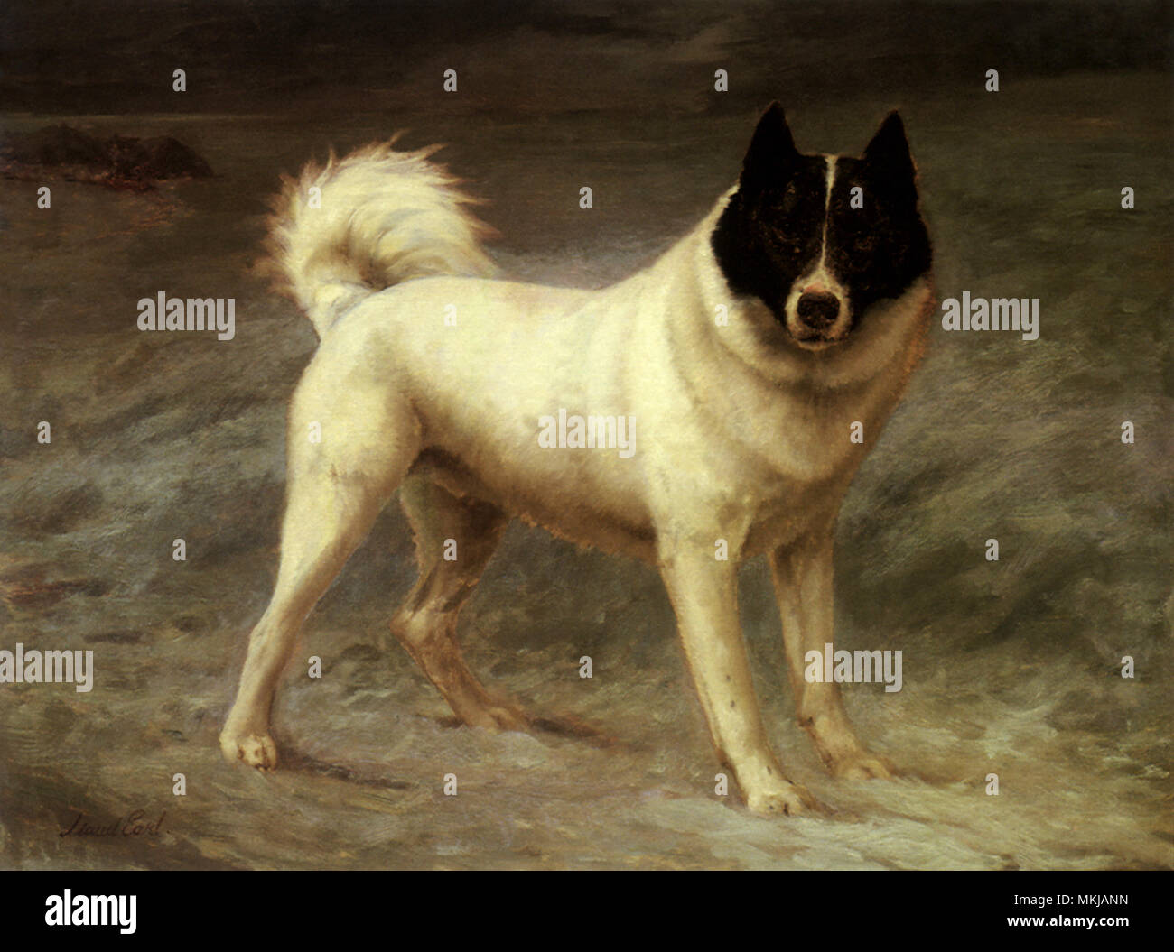 Luska, einem sibirischen Schlittenhund Stockfoto