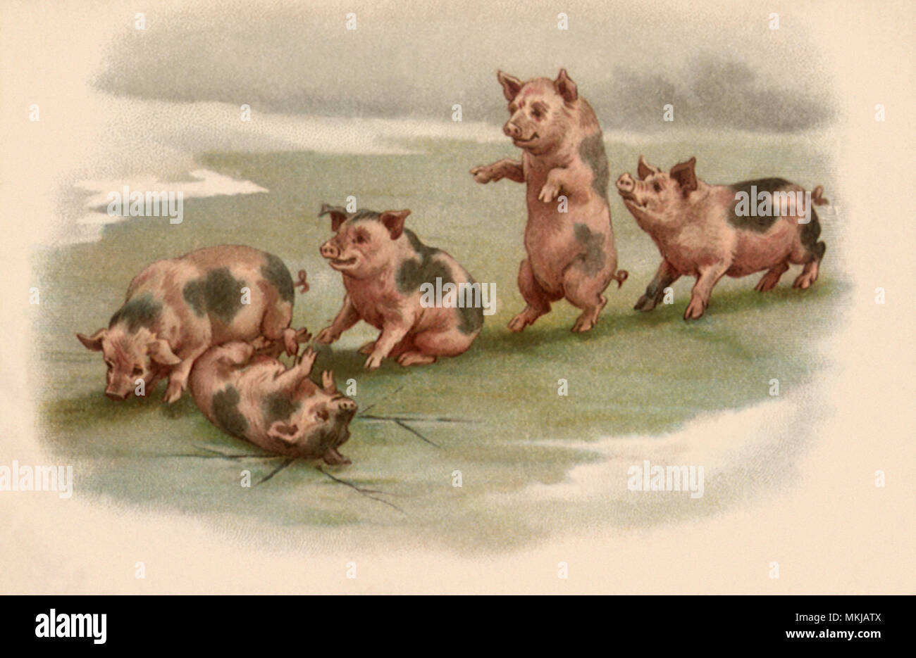 Schweine in der Linie Stockfoto