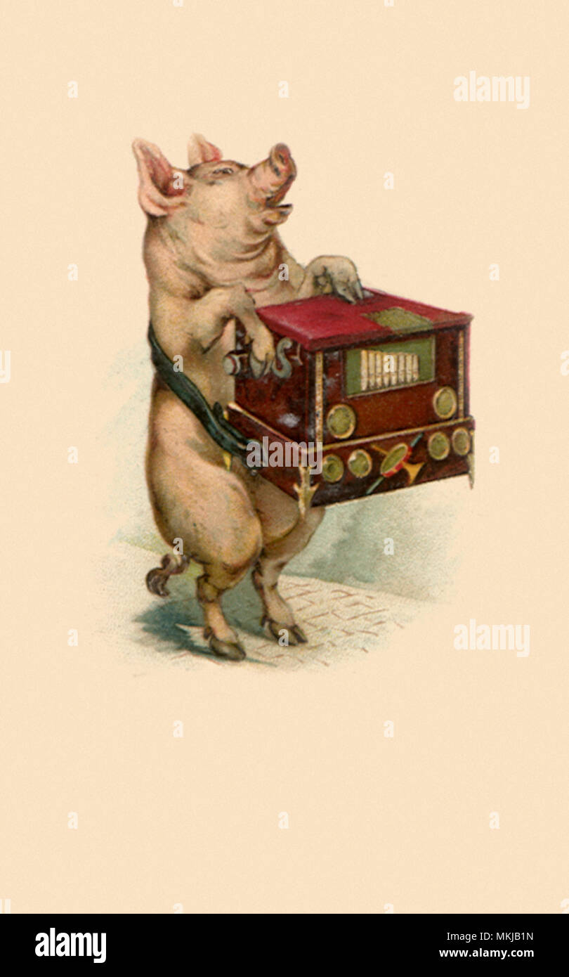 Schwein mit Music Box Stockfoto