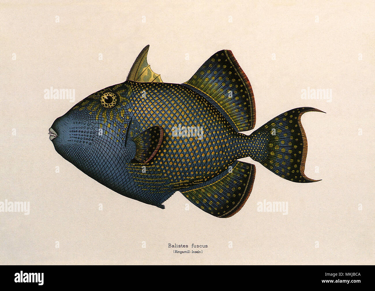 Wellige Drückerfisch Stockfoto