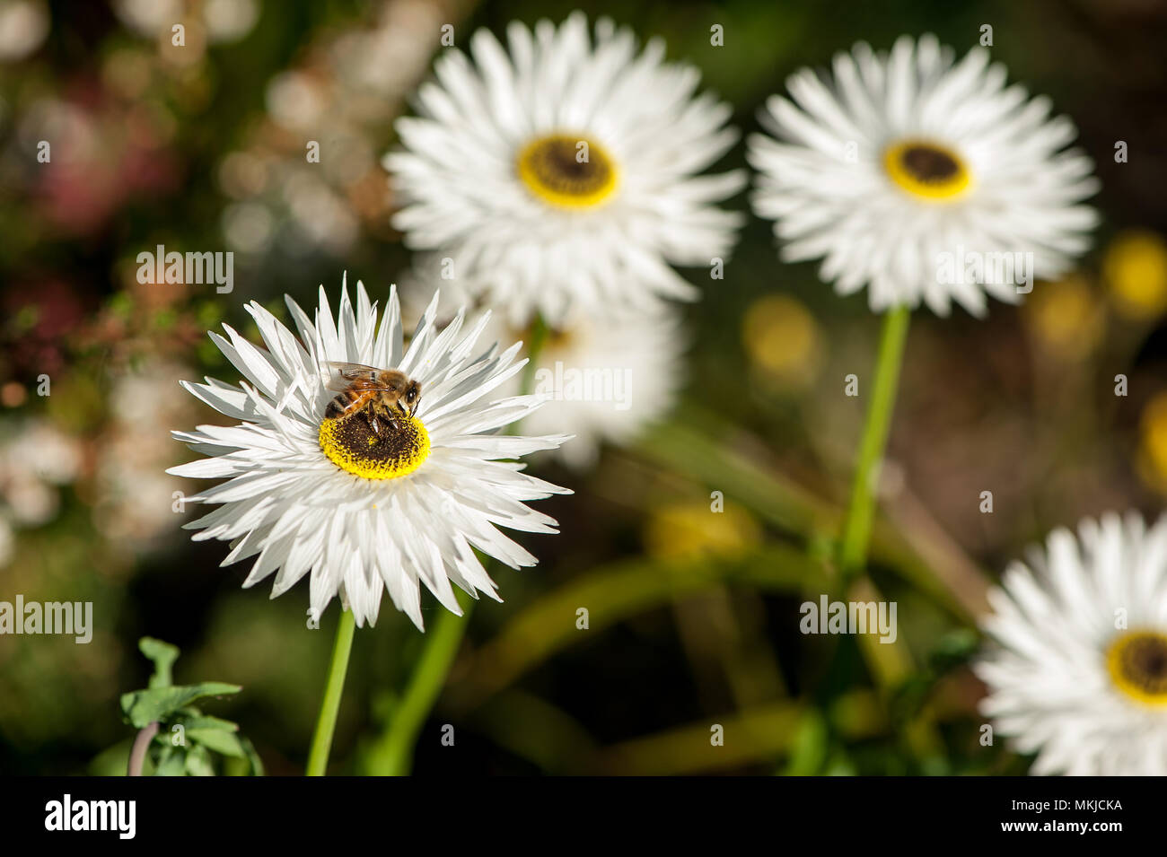 Weiß ewige Gänseblümchen (Coronidium elatum, oder 'kleine Krone'), in der Sonne. Nahaufnahme der Blüte mit einem Bee Pollen sammeln, auf unscharfen Hintergrund Stockfoto