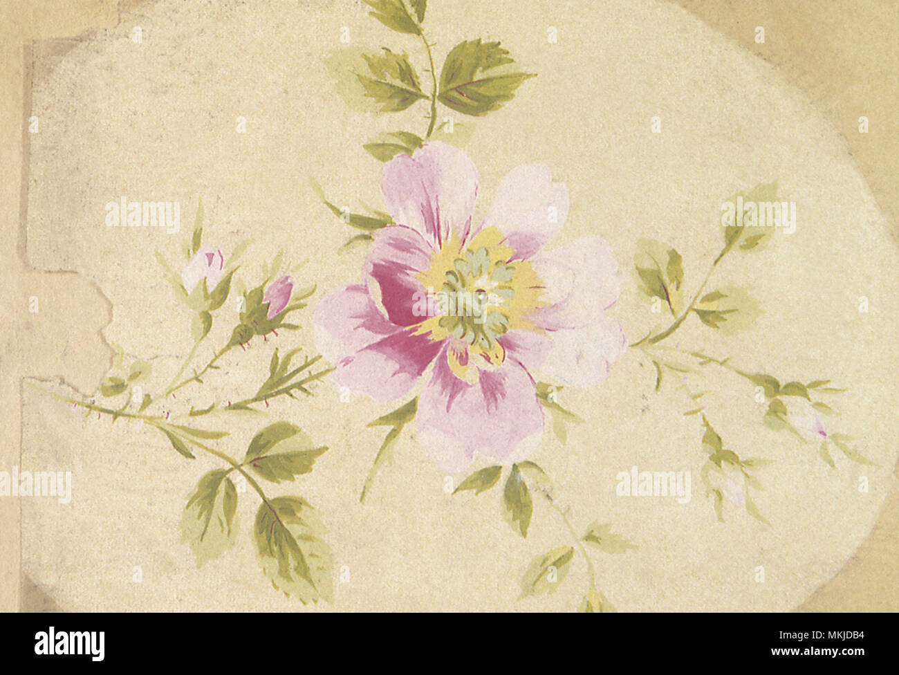 Ein licht Lila Blume auf einem baise Hintergrund Stockfoto