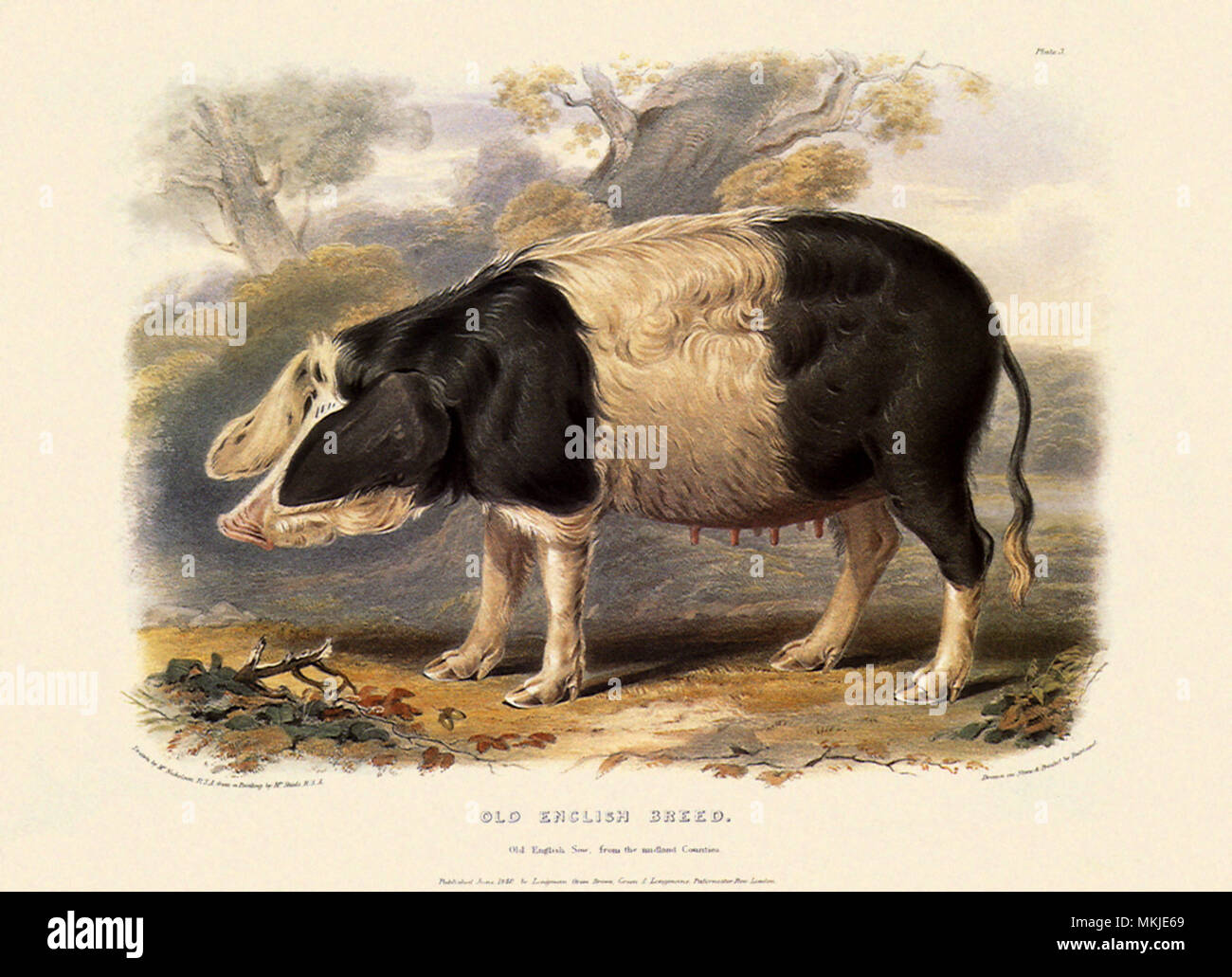 Alte englische Rasse, Sus scrofa Stockfoto