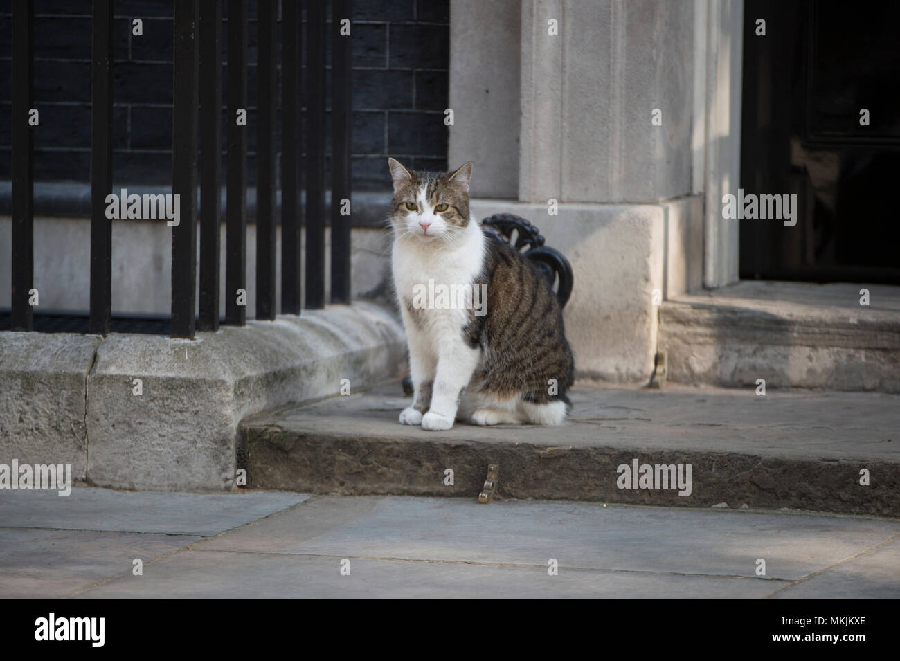 Downing Street, London, UK. 8. Mai 2018. Larry der Downing Street Nr.10 Cat, Chief Mouser des Cabinet Office, entspannt in der Morgensonne als Minister für die wöchentliche Kabinettssitzung ankommen. Credit: Malcolm Park/Alamy Leben Nachrichten. Stockfoto