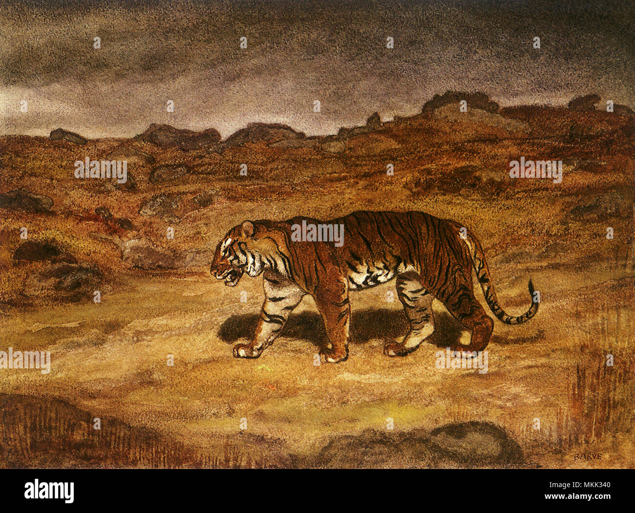 Tiger sucht seine Beute Stockfoto