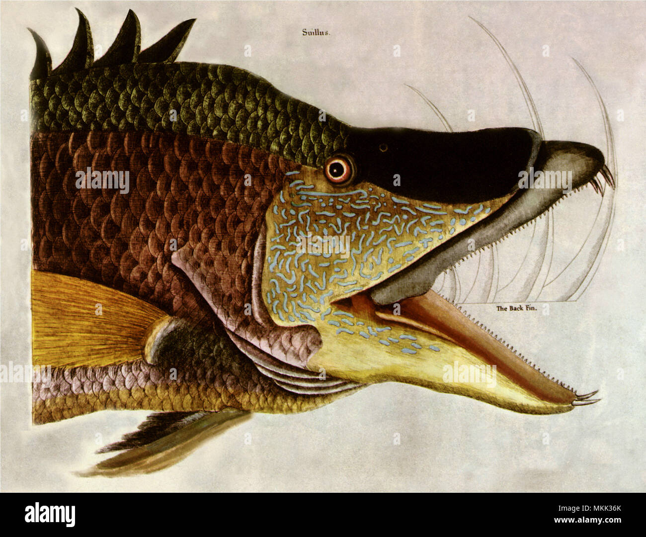 Fish head scales -Fotos und -Bildmaterial in hoher Auflösung – Alamy