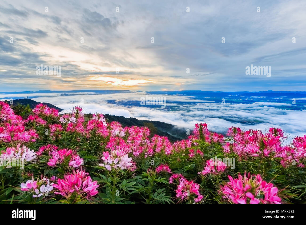 Der Nebel wird die Ausbreitung in den Bergen. Ein Feld der schönen Blumen. Stockfoto