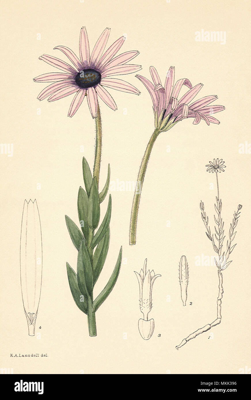 Thin-Petaled Blume Stockfoto